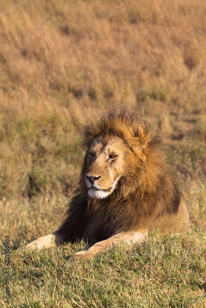 Portrait of a resting lion on a hill. Masai Mara, Kenya Portrait of a resting lion on a hill. Masai Mara, Kenya
