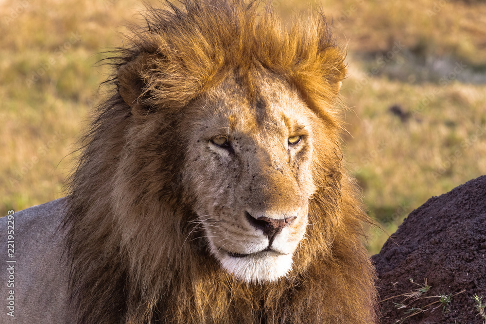 Attentive look of the owner of the savannah. Masai Mara, Kenya