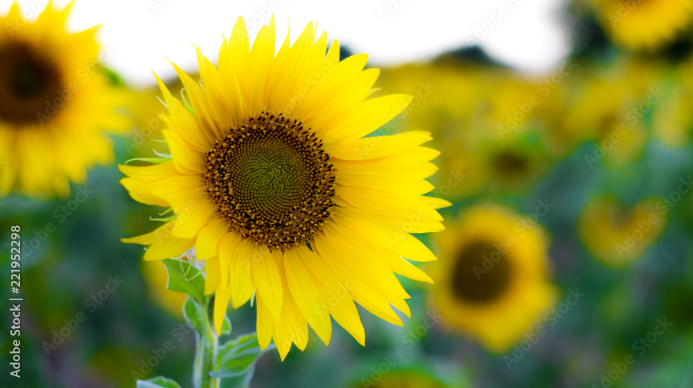 Girasol Girasol