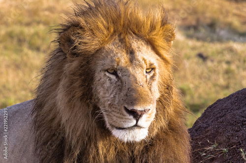 Attentive look of the owner of the savannah. Masai Mara  Kenya