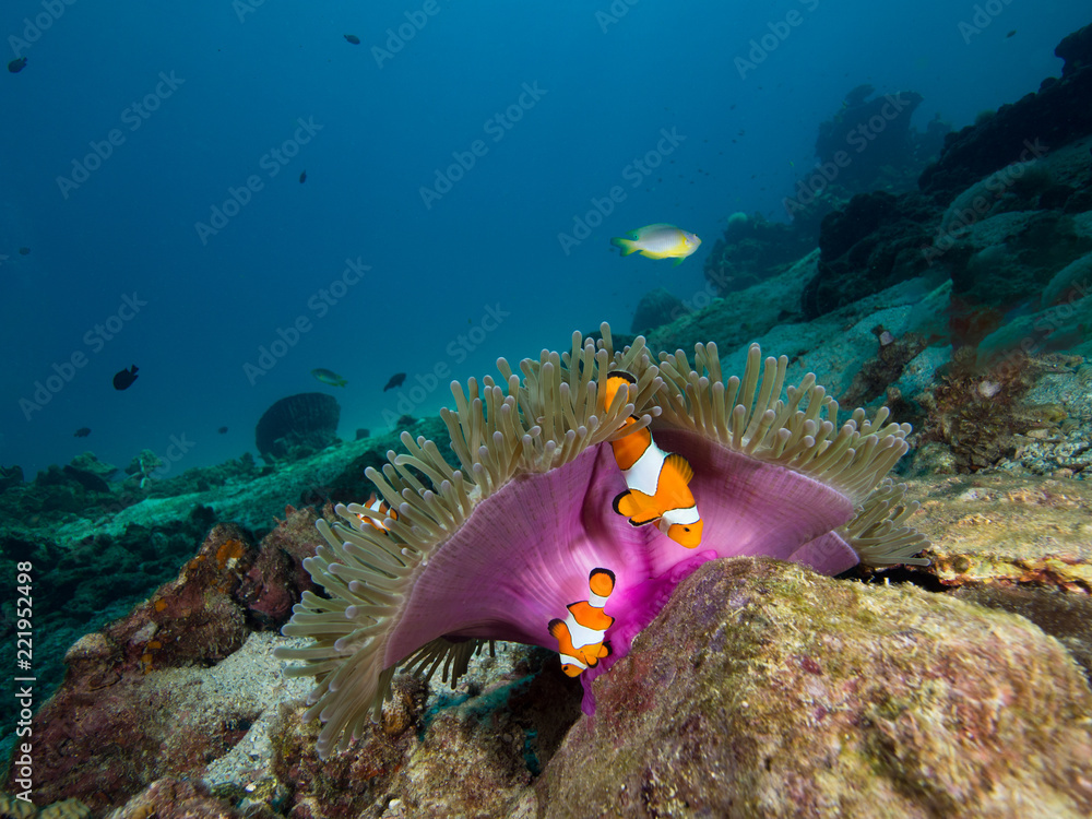 Obraz premium Two nemo Clownfish under the purple mantle of its host anemone