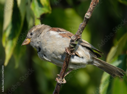 Sparrow feeding in urban house garden