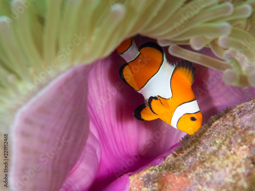 Fotografía Macro photo of a Nemo clownfish tending to its eggs under the purple mantle of t