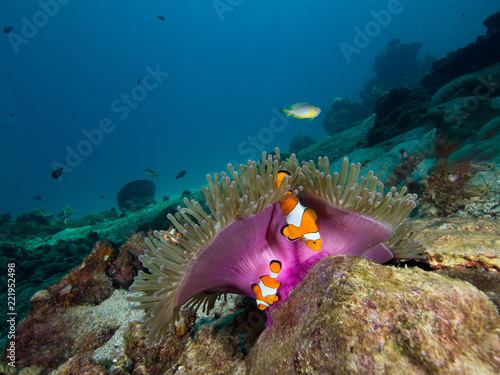 Two nemo Clownfish under the purple mantle of its host anemone