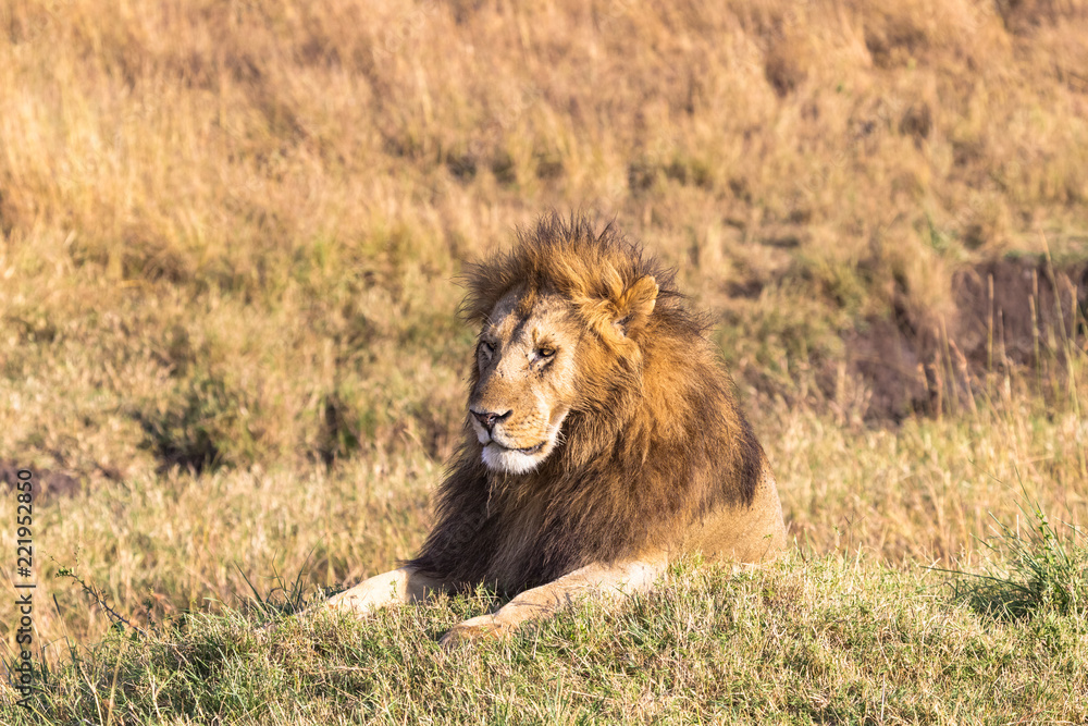 A large lion resting in the savannah. Masai Mara, Africa A large lion resting in the savannah. Masai Mara, Africa