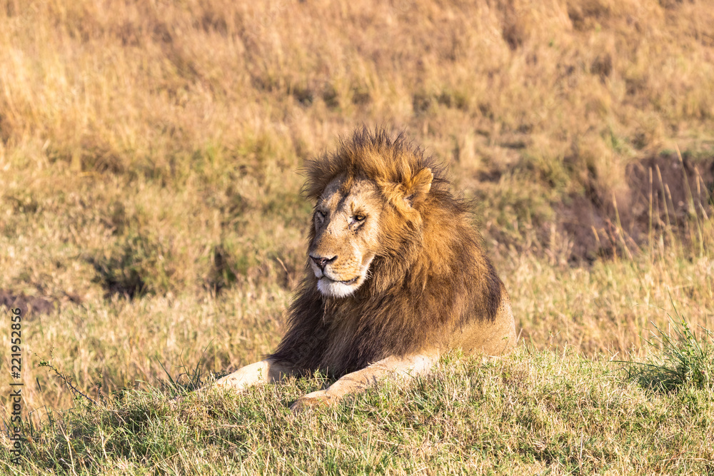 A large lion resting in the grass. Masai Mara, Africa A large lion resting in the grass. Masai Mara, Africa