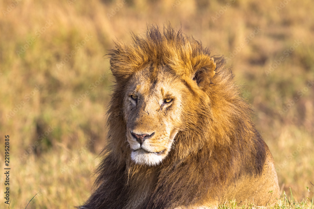 African lion head in full frame. Savannah Masai Mara, Africa African lion head in full frame. Savannah Masai Mara, Africa