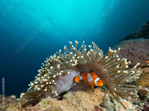 A nemo clownfish hiding under its host anemone