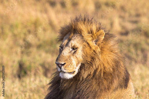 Lion s head close-up. Savannah Masai Mara  Africa