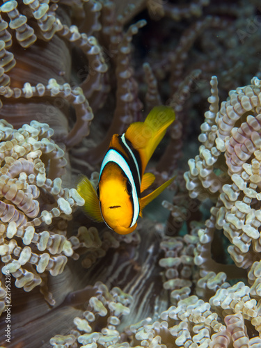 Close up macro of a juvenile Clark's anemone fish in its host anemone photo