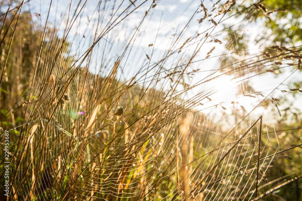 Fototapeta premium Spider in reeds