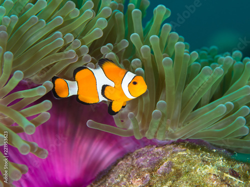 Nemo clown fish by the purple mantle of a anemone
