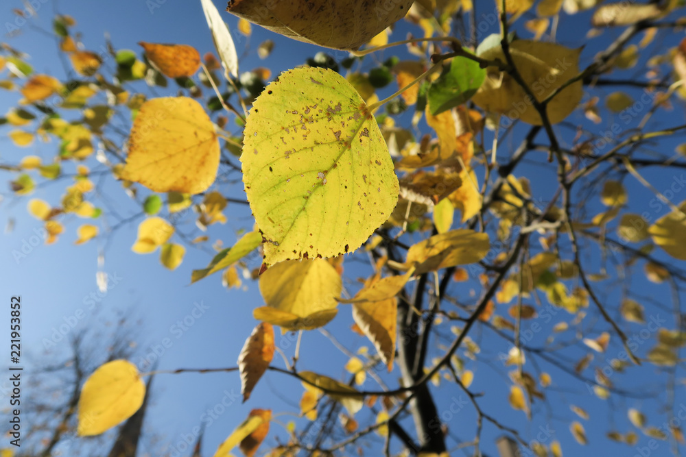 Obraz premium Beautiful yellow autum leaves on tree in Strasbourg, Elsace