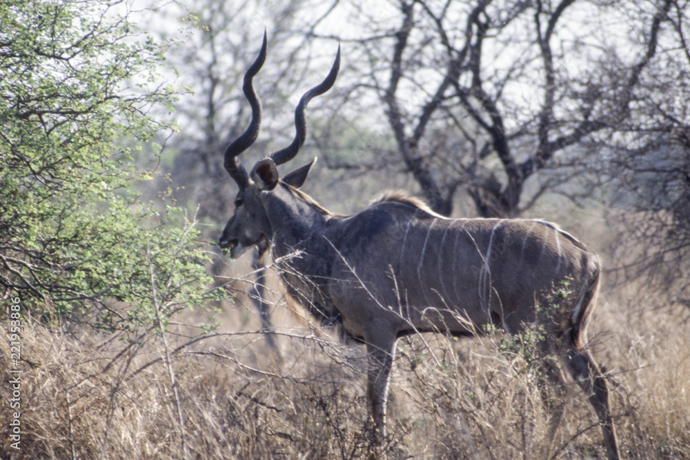 Kudu (Tragelaphus strepsiceros), Kruger National Park, Mpumalanga, South Africa
Kudu (Tragelaphus strepsiceros), Kruger National Park, Mpumalanga, South Africa