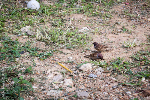 Two sparrows on the ground. nature bird. image for objects and copy space.