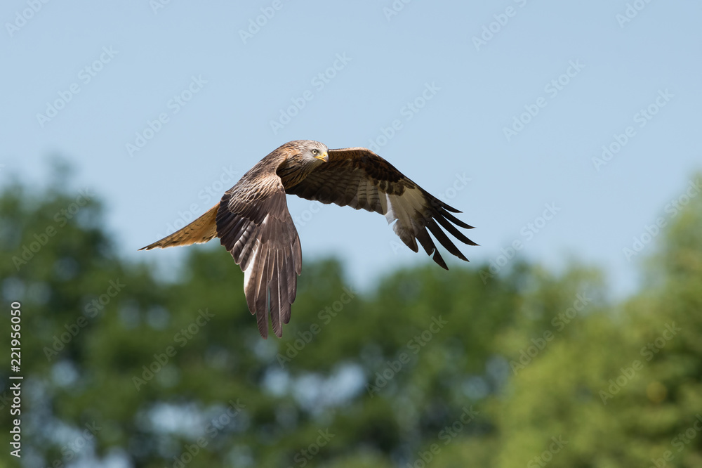 Red Kite (Milvus milvus)/Red Kite flying through blue summer sky Red Kite (Milvus milvus)/Red Kite flying through blue summer sky