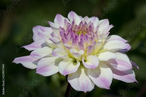 Fototapeta Naklejka Na Ścianę i Meble -  Beautiful pink pastel colored Dahlia flower