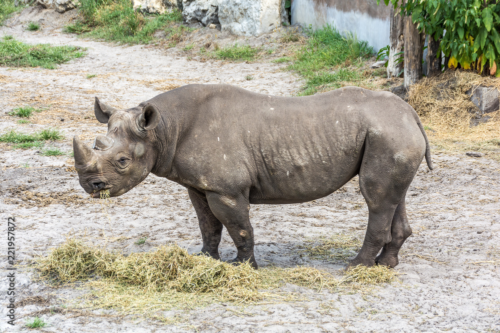 Naklejka premium Rhinoceros eating hay in the zoo. Sunny day