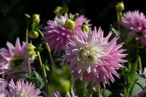 Fototapeta Naklejka Na Ścianę i Meble -  Beautiful pink pastel colored Dahlia flower in a natural garden environment