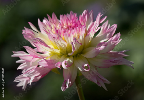 Fototapeta Naklejka Na Ścianę i Meble -  Beautiful pink pastel colored Dahlia flower in a natural garden environment