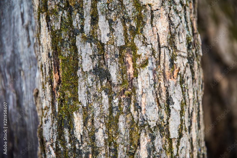 Green, Brown, Grey and Black Tree Bark with Blurred Background. Green, Brown, Grey and Black Tree Bark with Blurred Background.