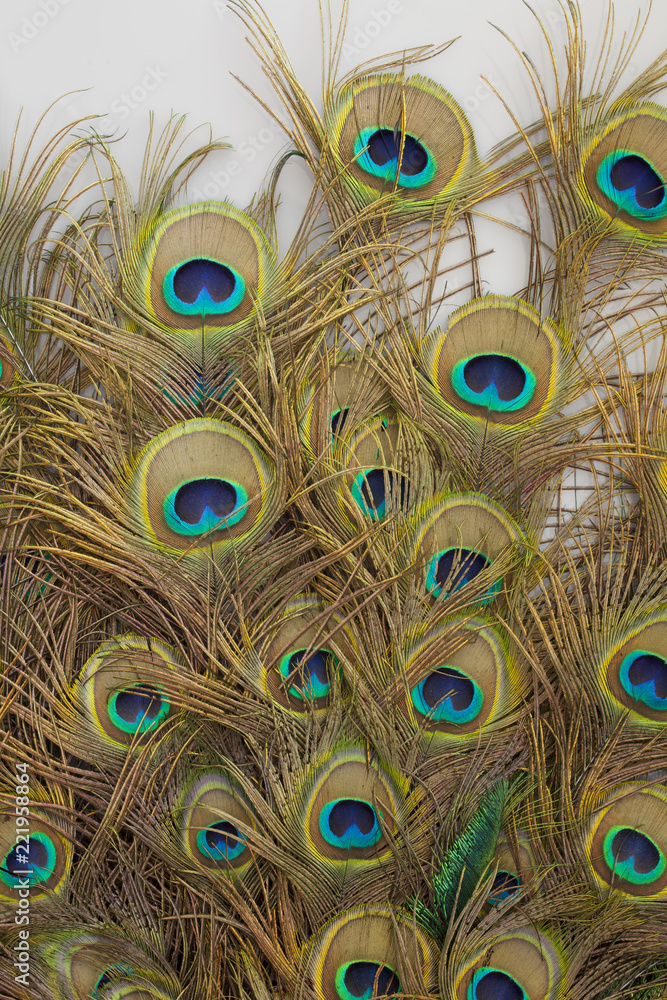 Fototapeta premium peacock feathers on white background