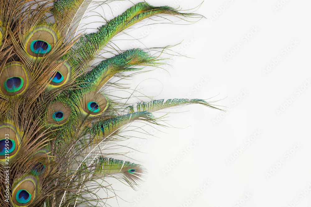 Naklejka premium peacock feathers on white background