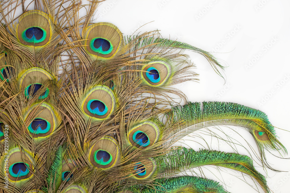 Obraz premium peacock feathers on white background