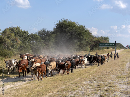 Wallpaper Mural A herd of domestic cattle goes from pasture to northern Namibia Torontodigital.ca