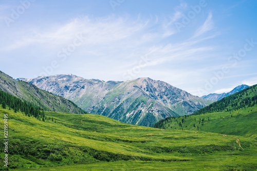 Giant mountains with snow above green valley with meadow and forest in sunny day. Rich vegetation of highlands in sunlight. Amazing mountain landscape of majestic nature.