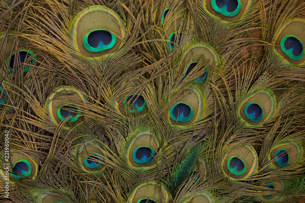 Fototapeta premium peacock feathers background