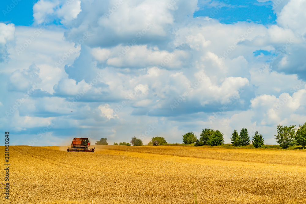 combine harvester collects grain crops in the summer in warm weather all day combine harvester collects grain crops in the summer in warm weather all day