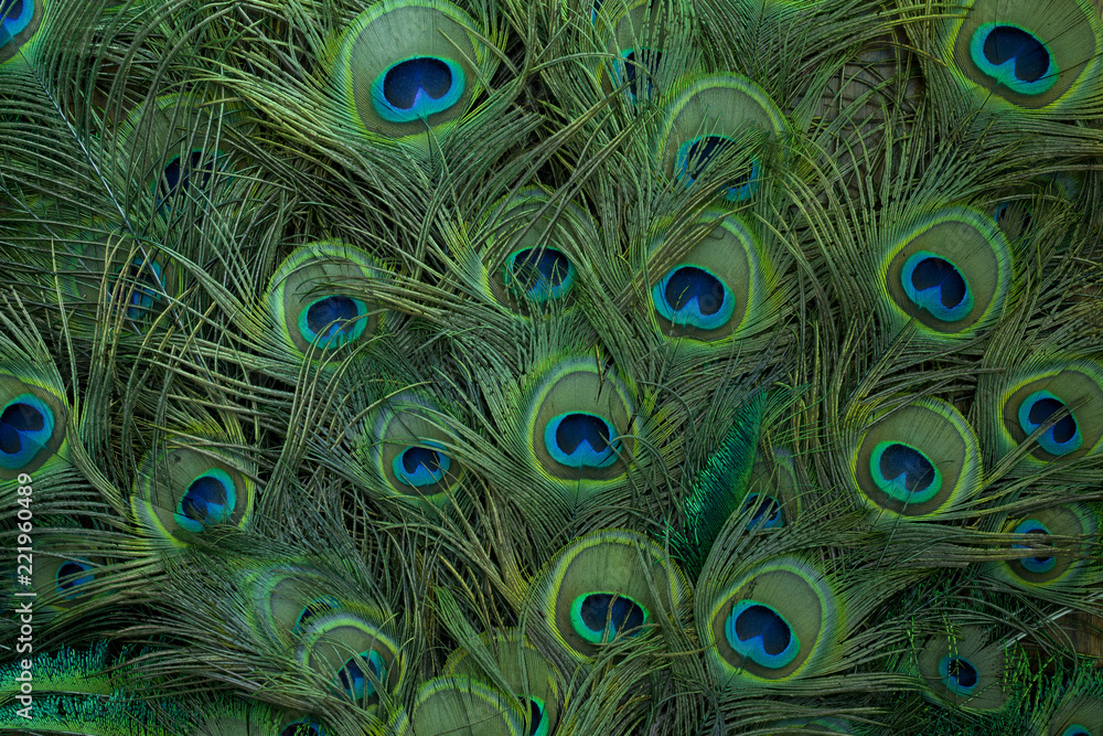 Obraz premium peacock feathers background