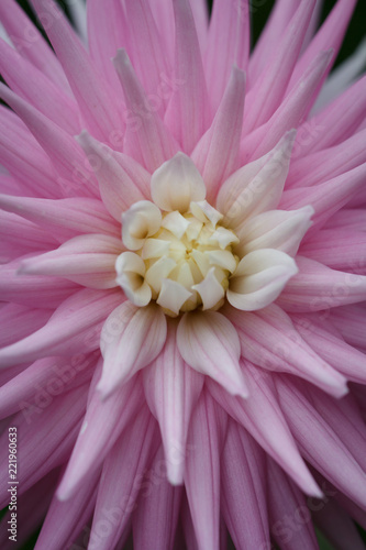Fototapeta Naklejka Na Ścianę i Meble -  Closeup of a pink pastel colored dahlia flower

