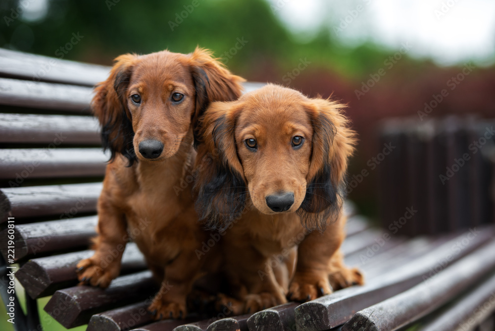 two dachshund puppies on a bench outdoors
