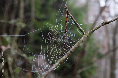 Wet cobweb in tree branch in forest