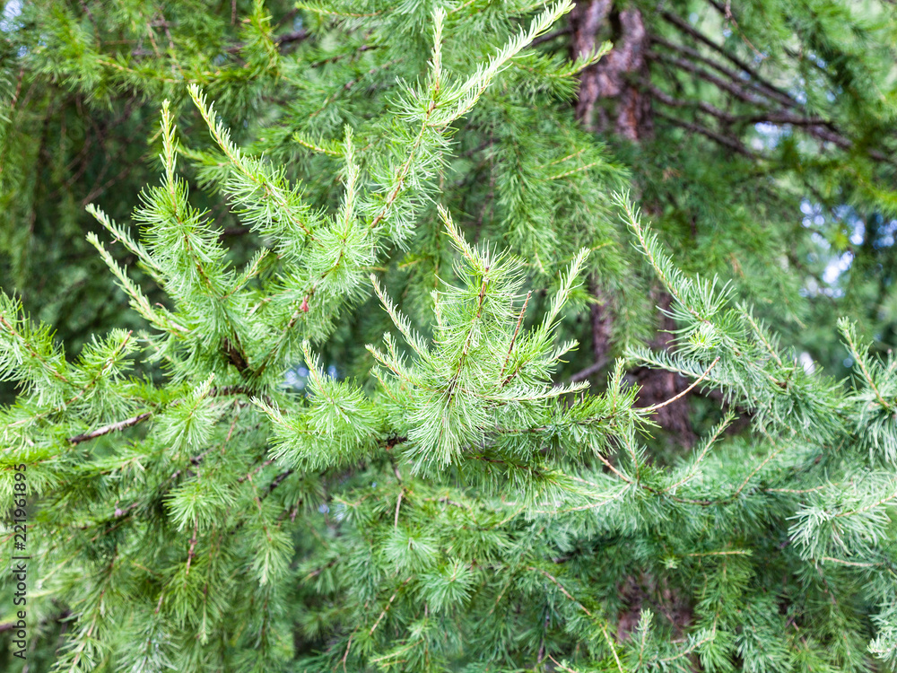 green twigs of larch tree in forest in summer green twigs of larch tree in forest in summer