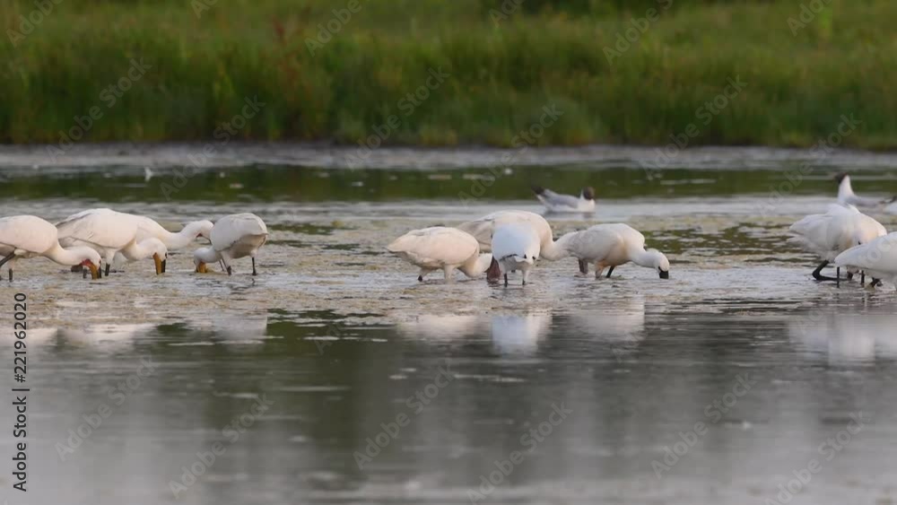 Spatule blanche (Platalea leucorodia - Eurasian Spoonbill) Spatule blanche (Platalea leucorodia - Eurasian Spoonbill)