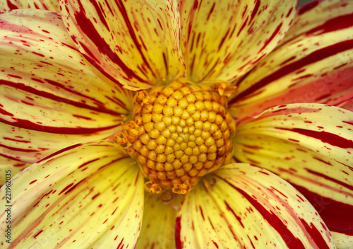 Fototapeta Naklejka Na Ścianę i Meble -  Closeup of a yellow orange red dahlia flower 