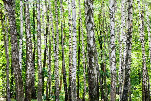 birch grove in green woods on sunny summer day