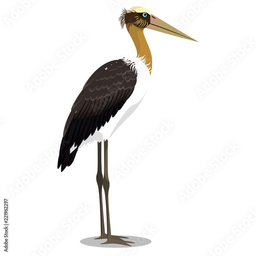 Lesser adjutant stork cartoon bird