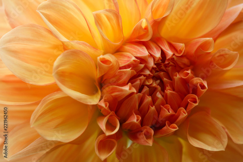 Fototapeta Naklejka Na Ścianę i Meble -  Closeup of a yellow orange dahlia flower