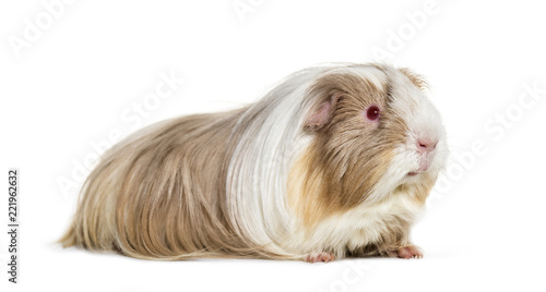 Foto Coronet cavy, Guinea pig against white background