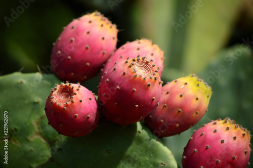 Close-up of Colorful Indian Fig Fruits, Prickly Pear Fruits, Sicily, Italy, Nature, Macro