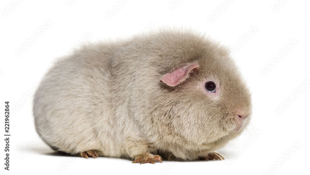 Teddy Guinea Pig, against white background