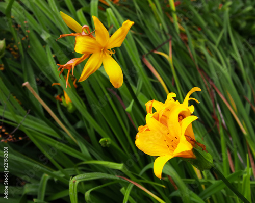 Daffodil in the park