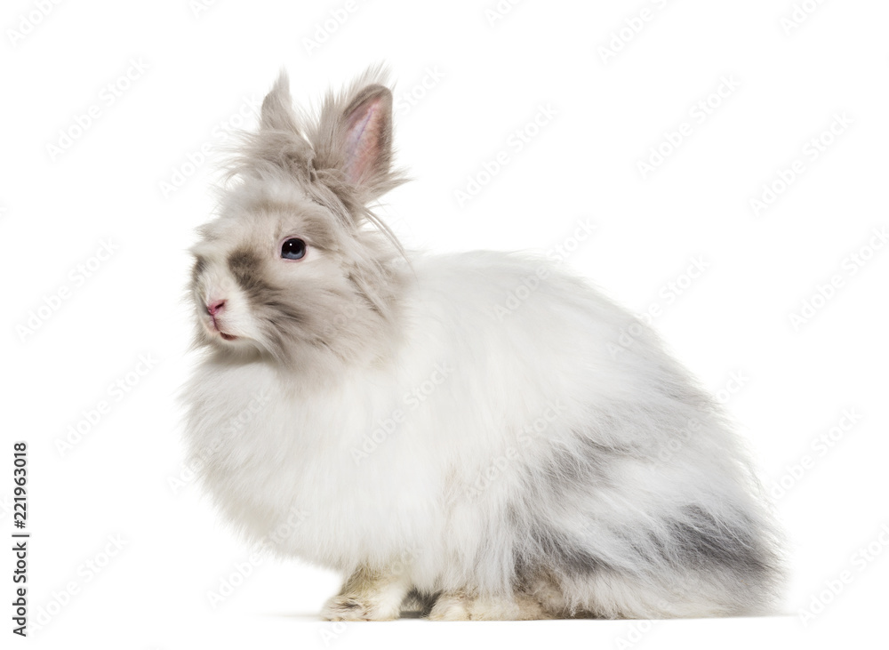 Obraz premium Angora rabbit, sitting against white background