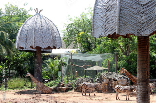 Giraffes and zebras at the zoo