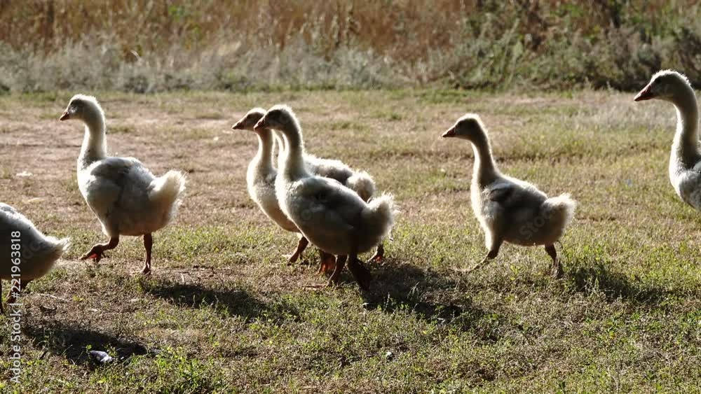chicks of domestic geese graze in a meadow. chicks of domestic geese graze in a meadow.