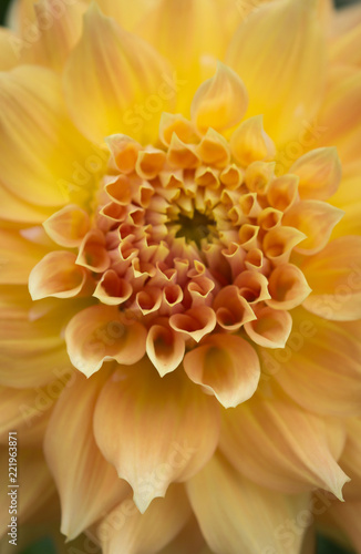 Fototapeta Naklejka Na Ścianę i Meble -  Closeup of a yellow orange dahlia flower